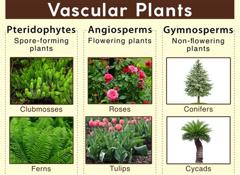 vascular plant意思|維管束植物